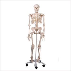 经典骨骼模型Stan A10
