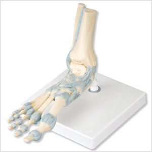 带韧带的足骨模型M34 1000359