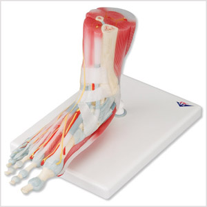 带韧带和肌肉的足骨模型，六部分M34/1 1019421