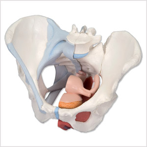 女性骨盆模型4部分H20/3  1000287